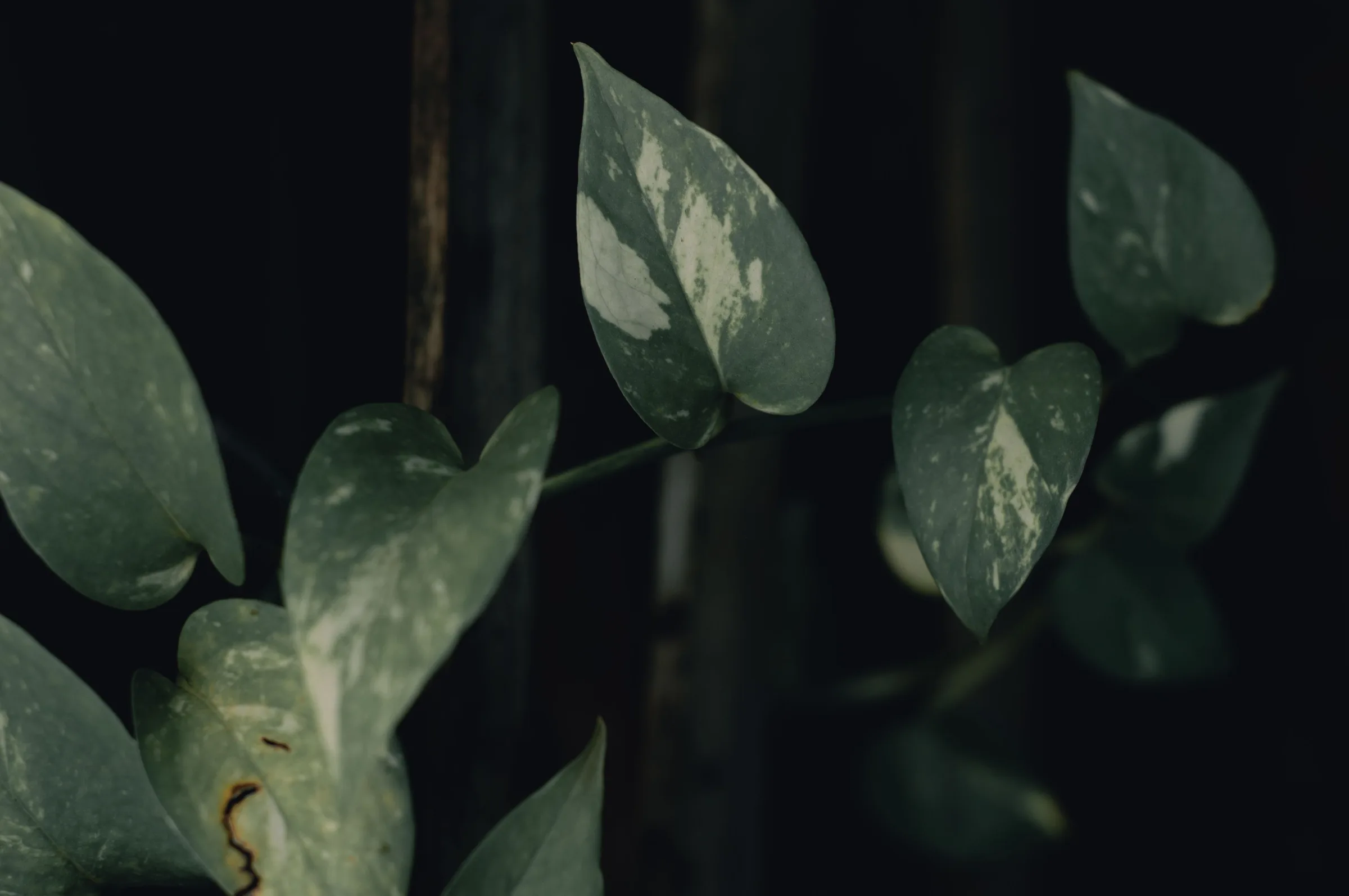 Close-up of a trailing pothos vine with heart-shaped green and white variegated leaves against a dark background