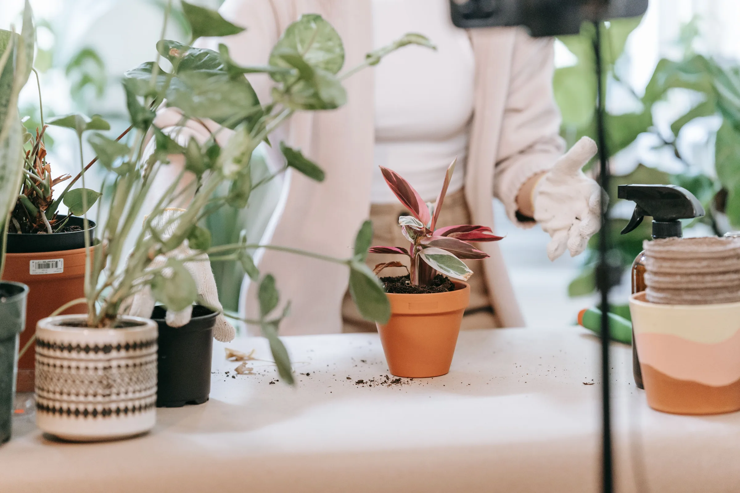 Indoor Gardening: A Complete Guide
