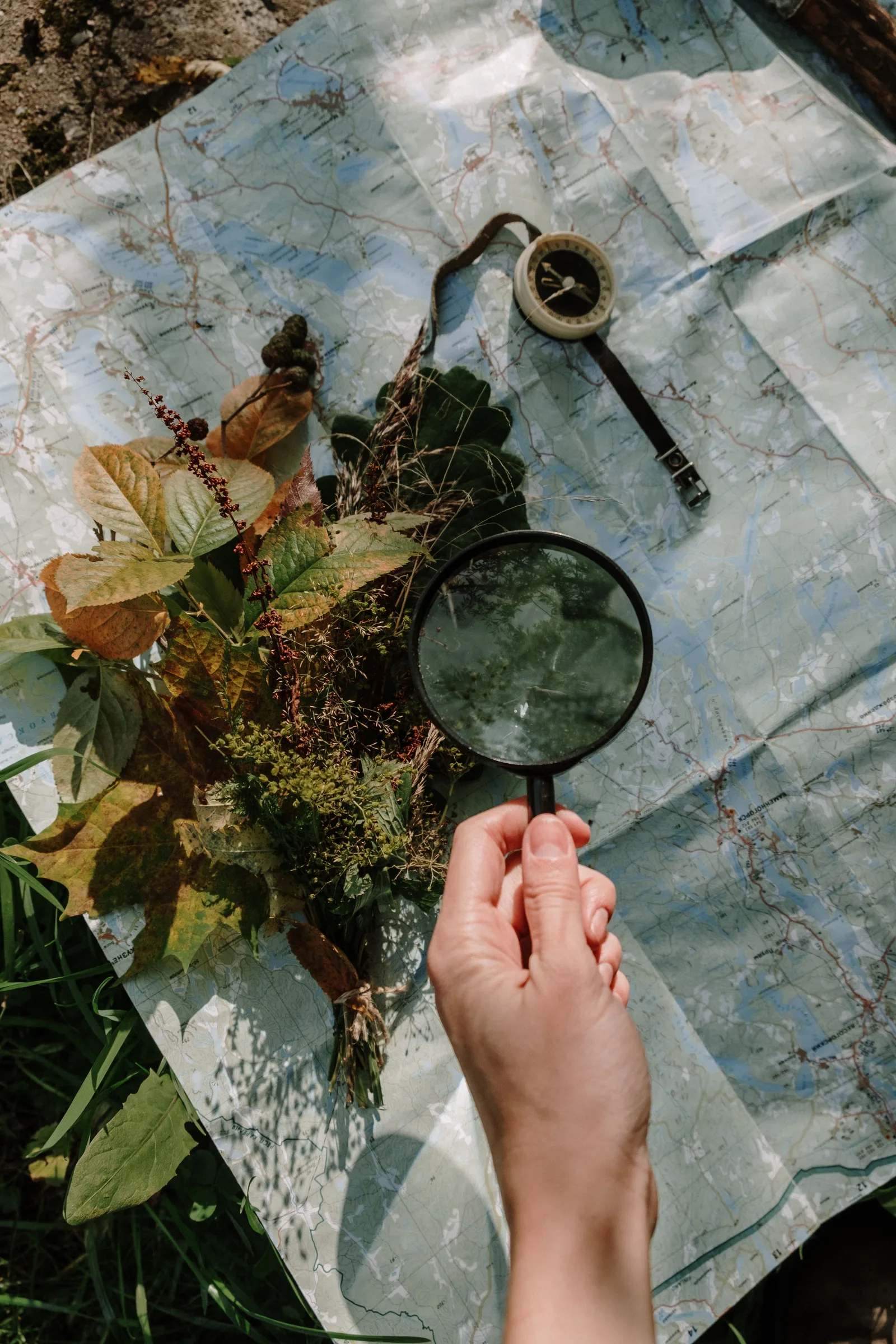 Free Plant Disease Identification App: A Complete Guide