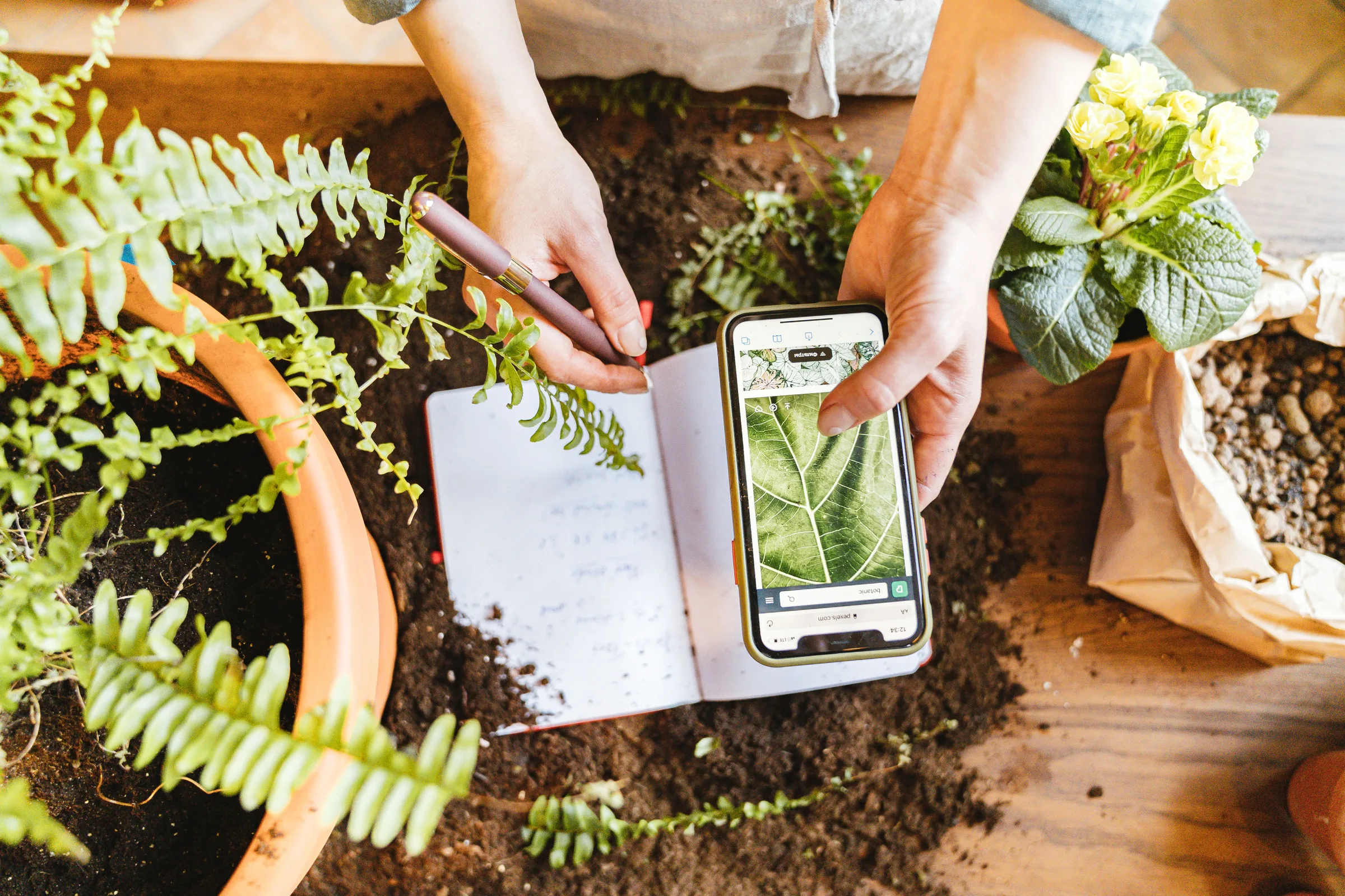 Skip the Free PDF: Where Real Houseplant Care Advice Actually Comes From