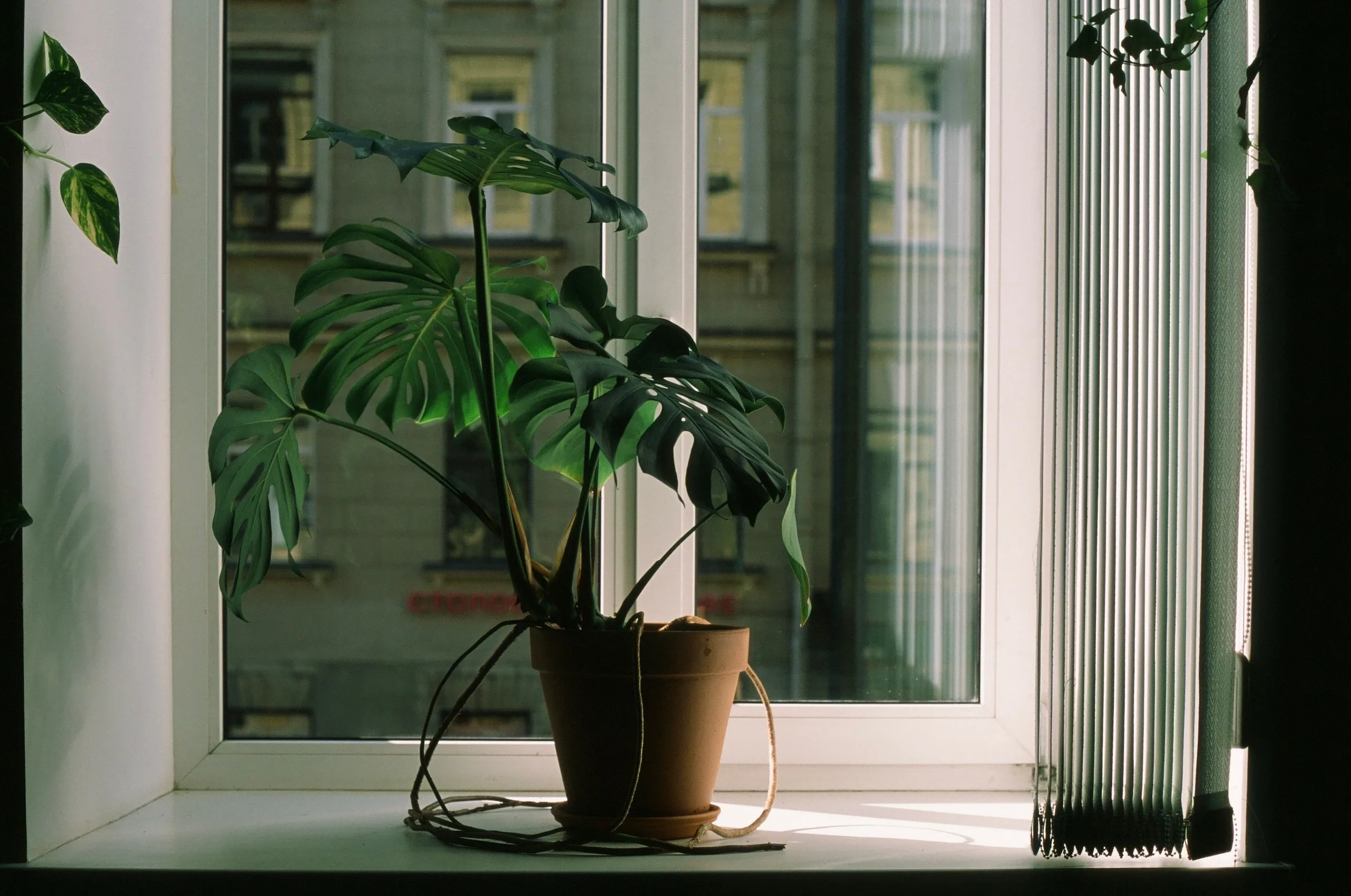 The Four Light Levels Every Houseplant Owner Should Learn to Read