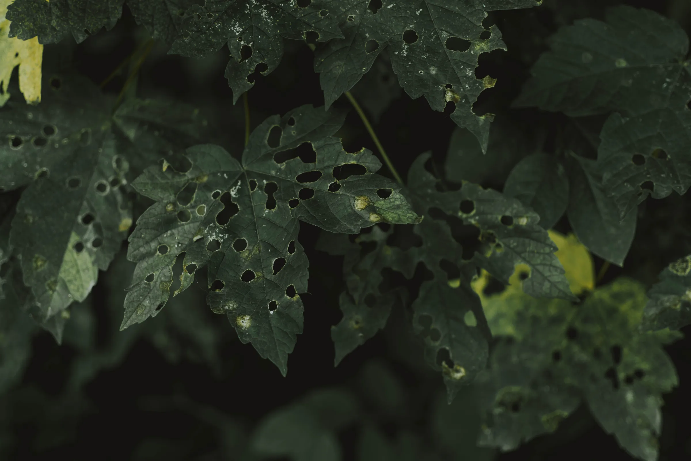 Why Correctly Identifying a Plant Problem Matters More Than Treating It Fast