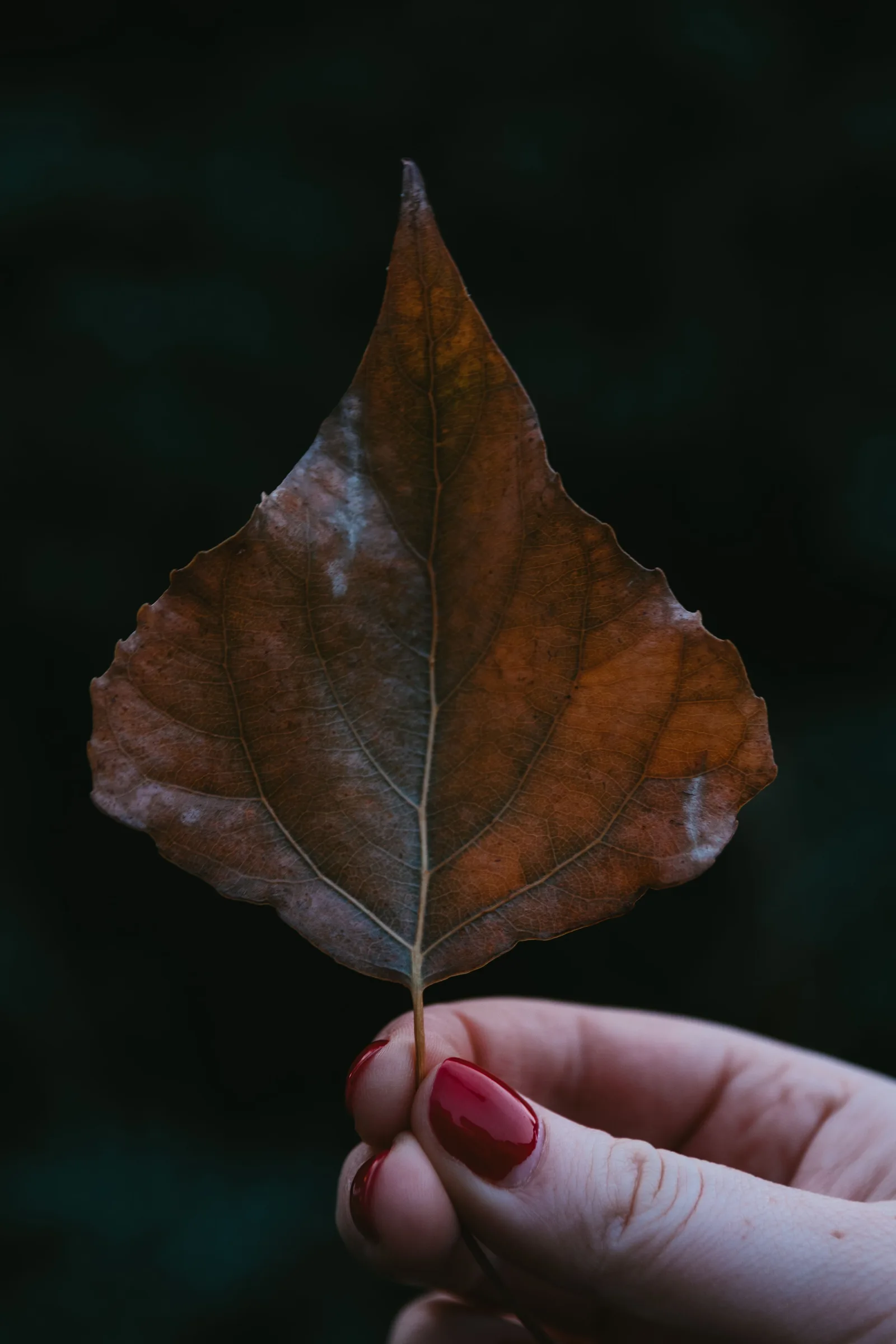 Crispy Brown Leaf Tips: Usually Not What People Assume
