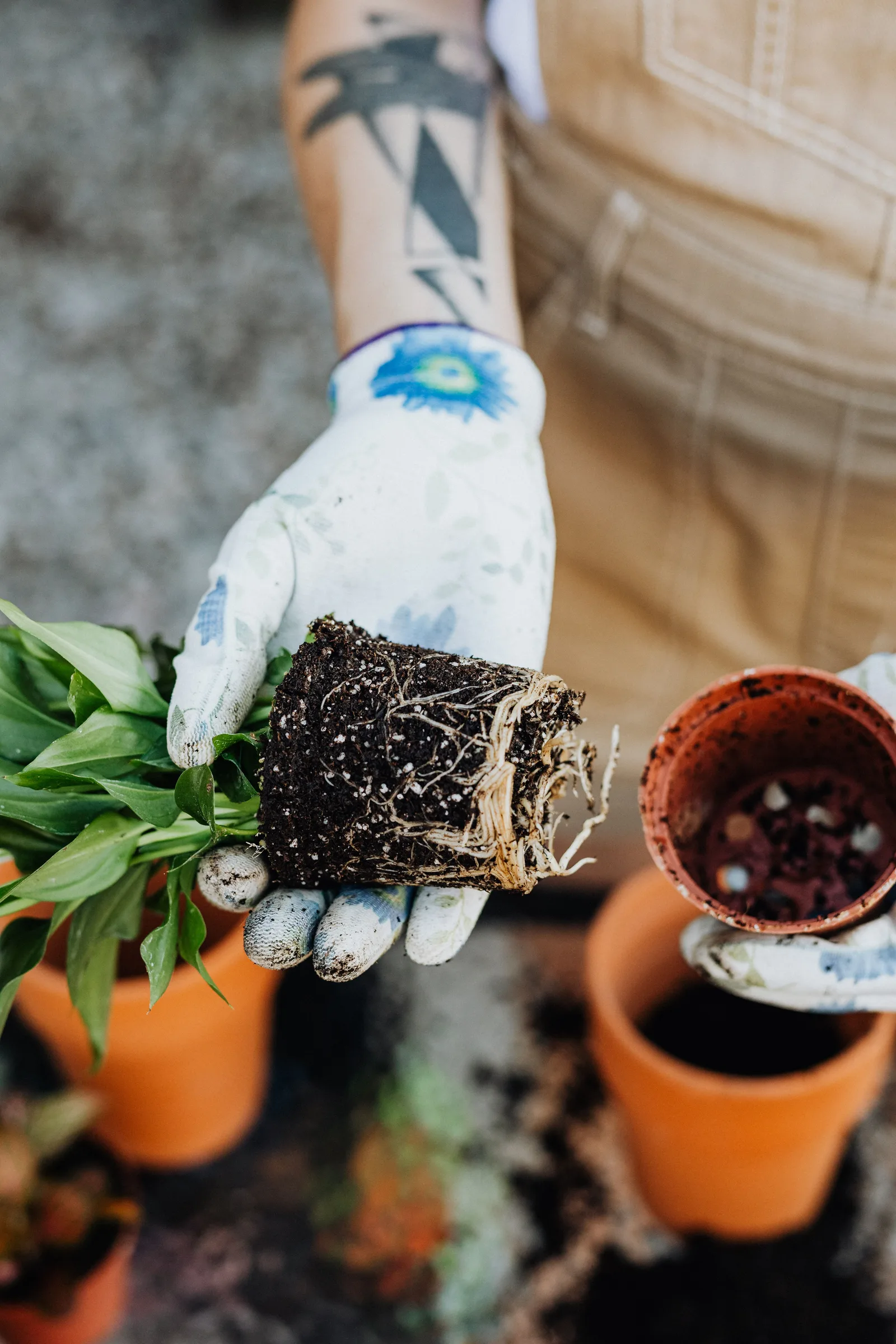 The Real Signs a Houseplant Needs Repotting (Not Just “It’s Been a Year”)