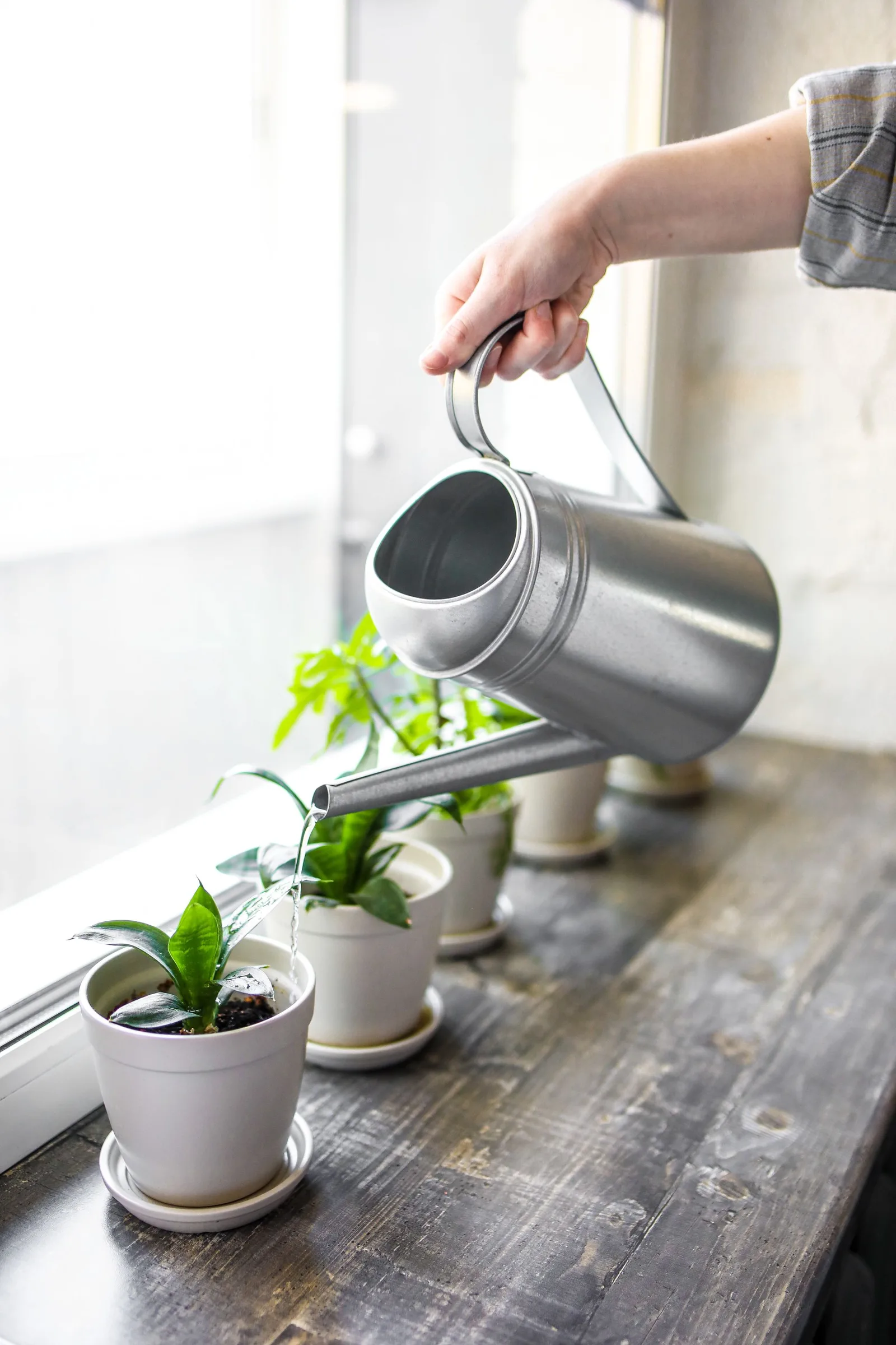 Why a Fixed Watering Schedule Is the Wrong Way to Water Houseplants