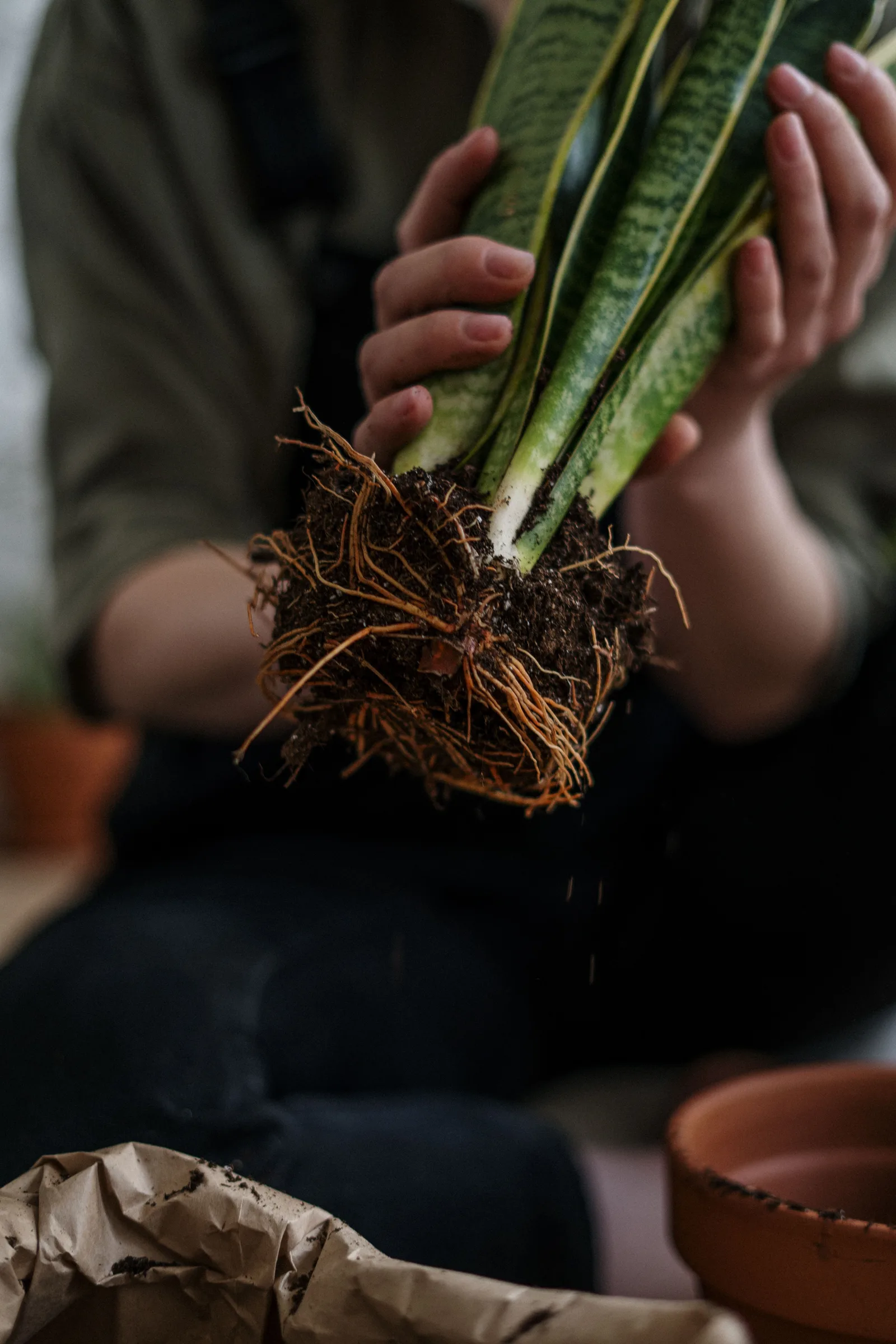 How to Actually Repot a Houseplant Without Damaging the Roots