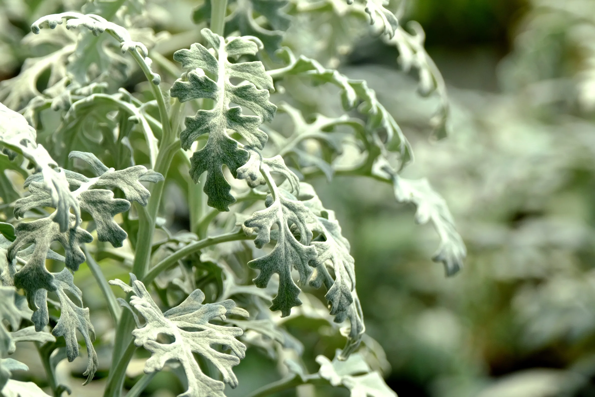 Detailed view of Dusty Miller leaves showcasing their unique lacy texture.