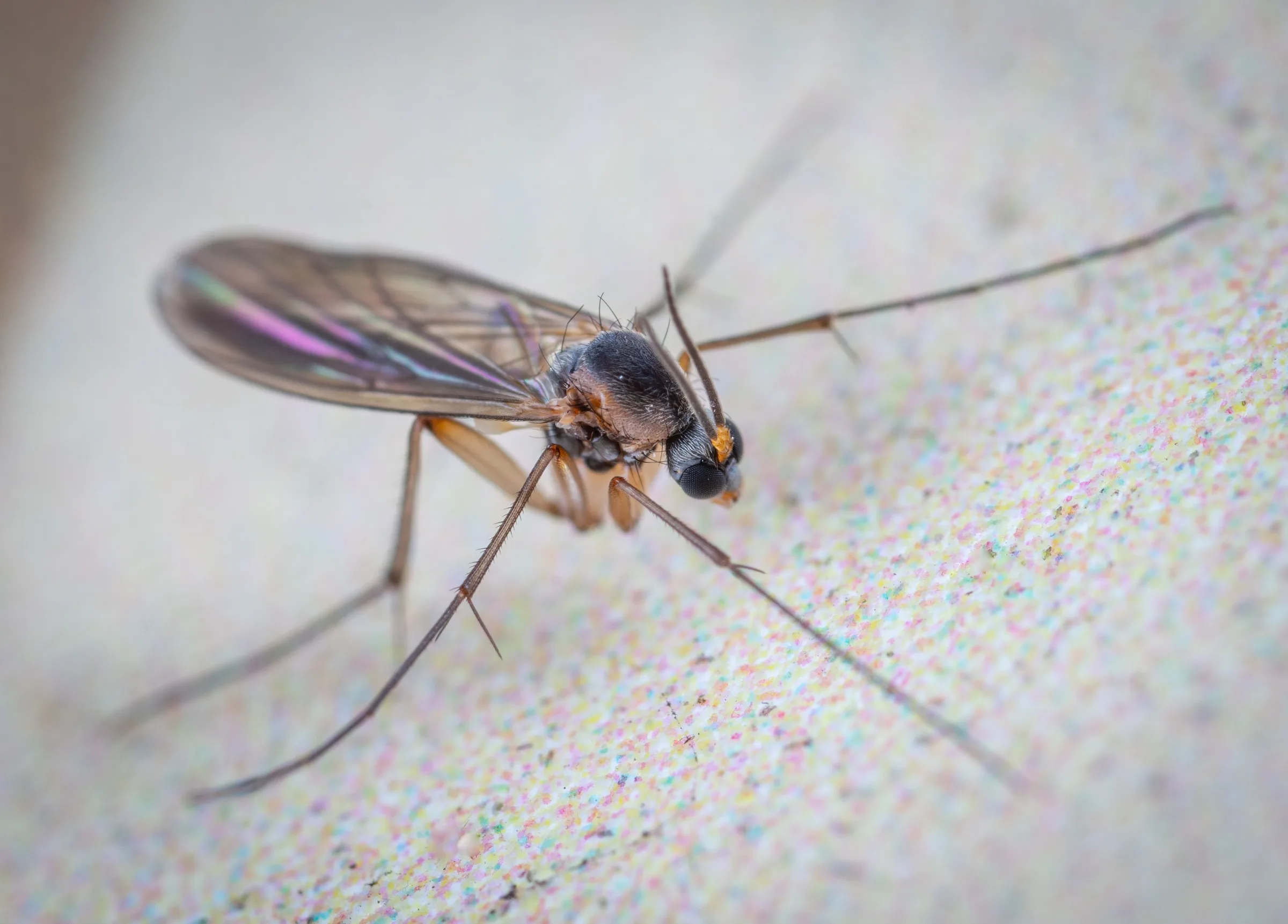 Fungus Gnats Are Annoying, Not Usually Dangerous — Here’s How to Get Rid of Them