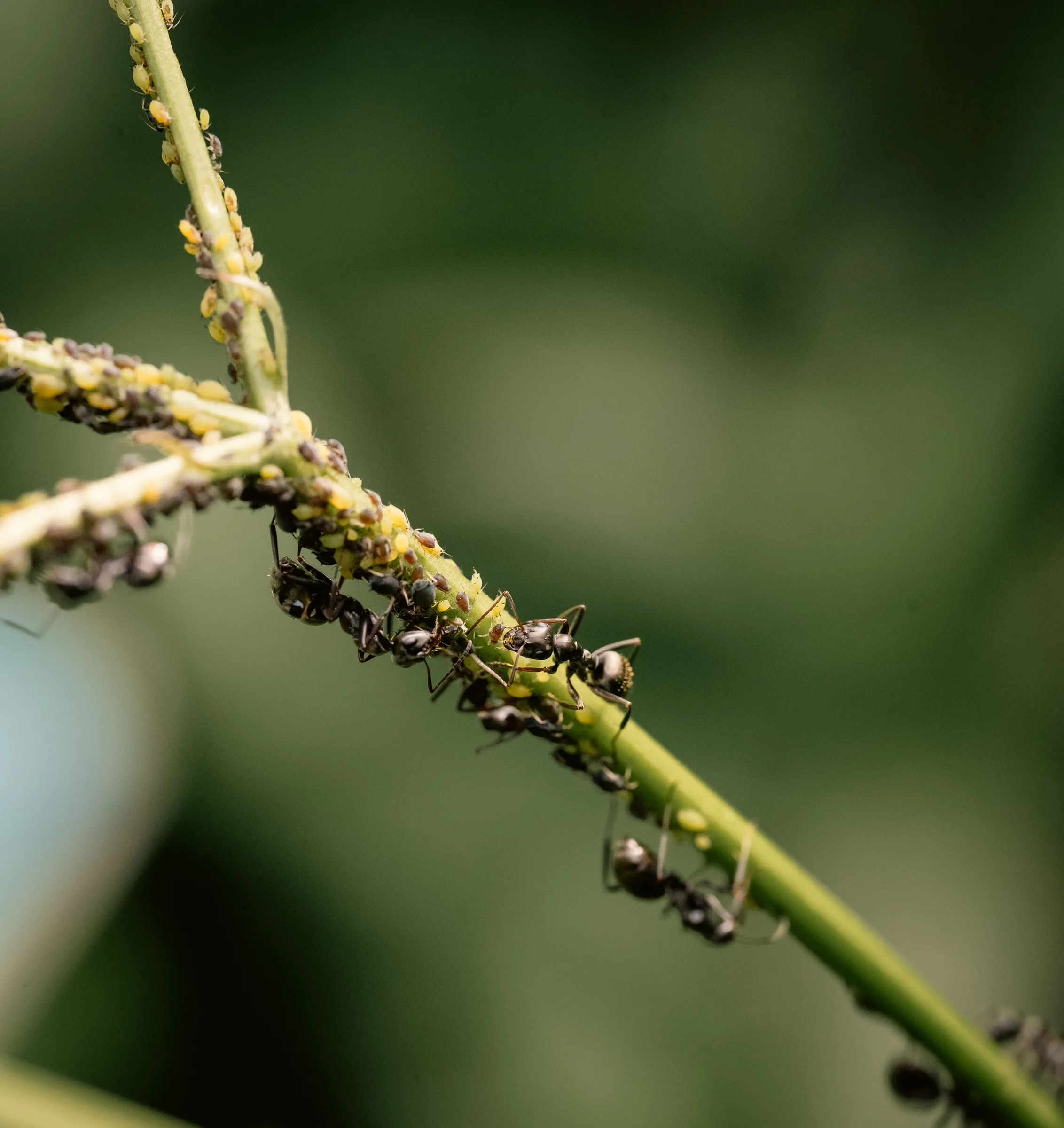Those Small Brown Bumps on Your Plant’s Stem Might Be Scale Insects