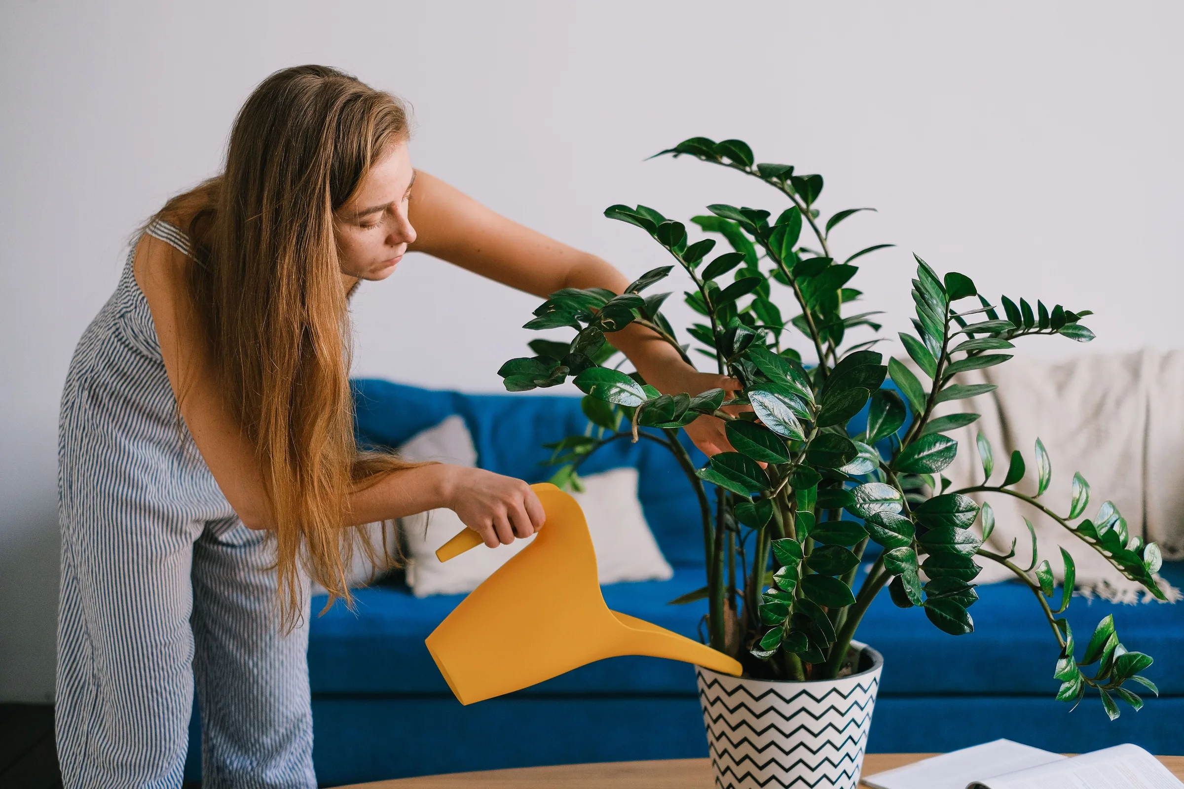 Yellow Leaves on a Houseplant Can Mean Five Different Things
