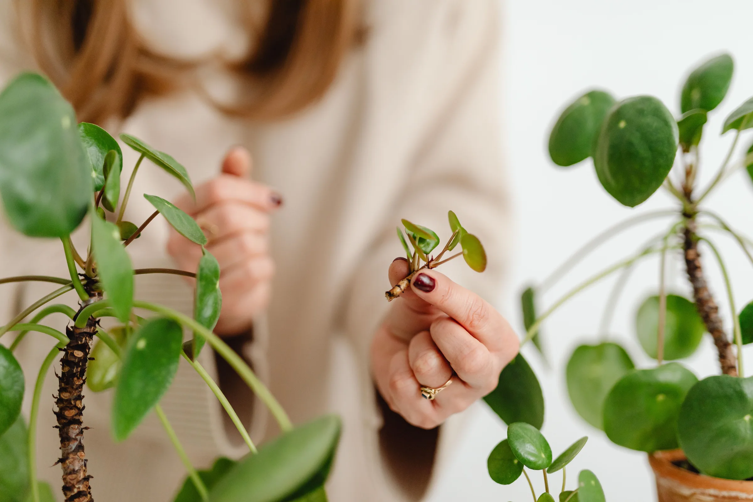 Dividing a Houseplant and Separating Pups: A Different Kind of Propagation