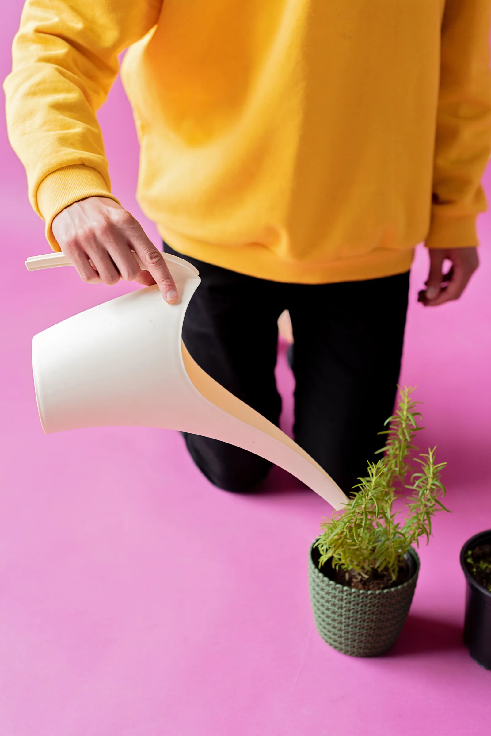 Leggy, Stretched Houseplants: Why It Happens and Whether It Can Be Fixed