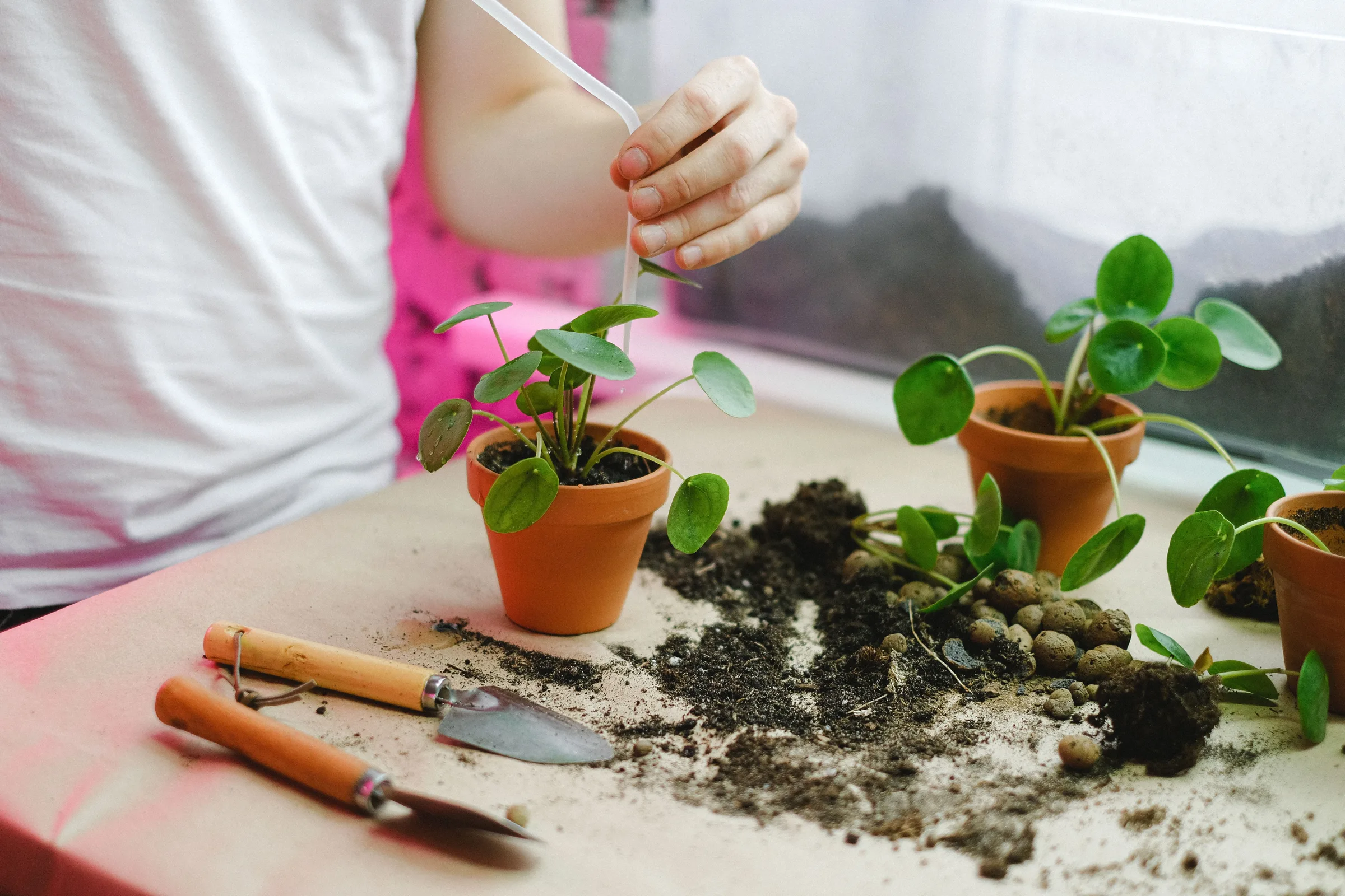 Your Plant Is Drooping Even Though the Soil Is Wet — Here’s Why