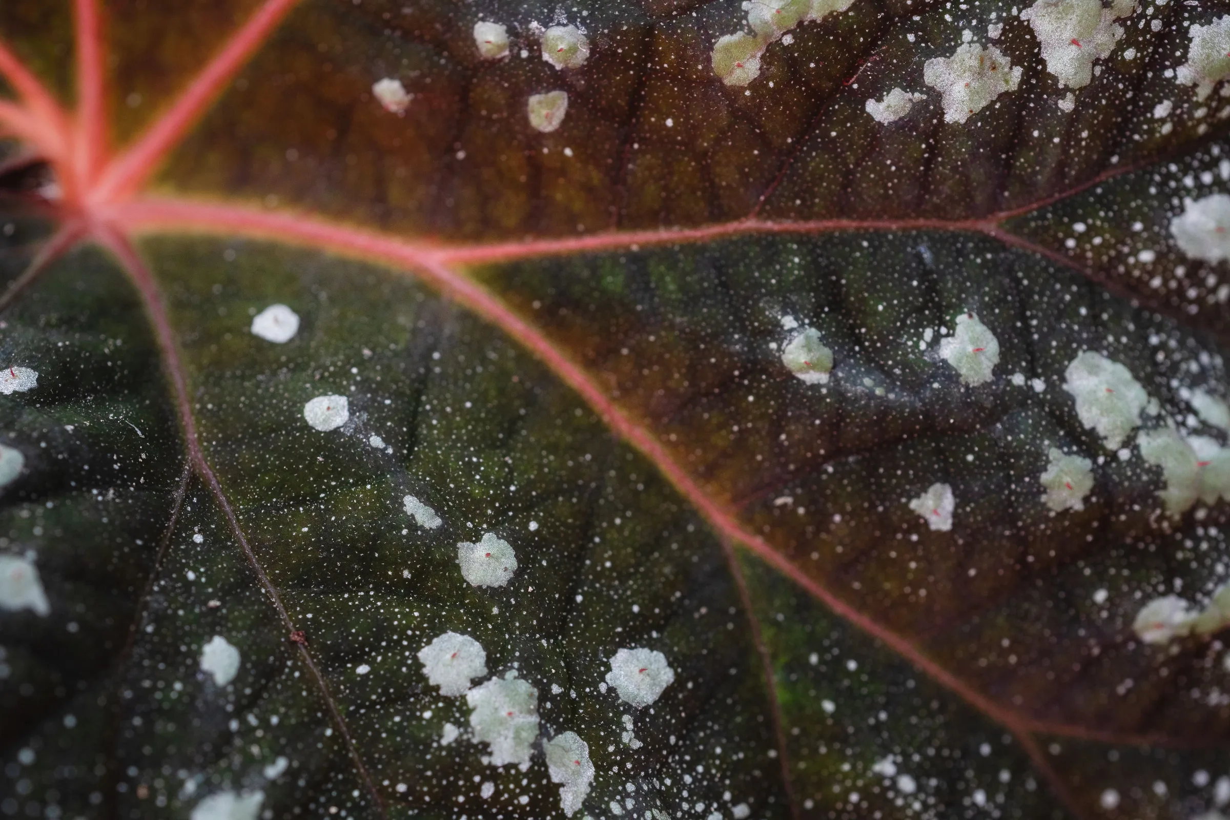 Powdery Mildew on Houseplants: Why Airflow Matters More Than Fungicide