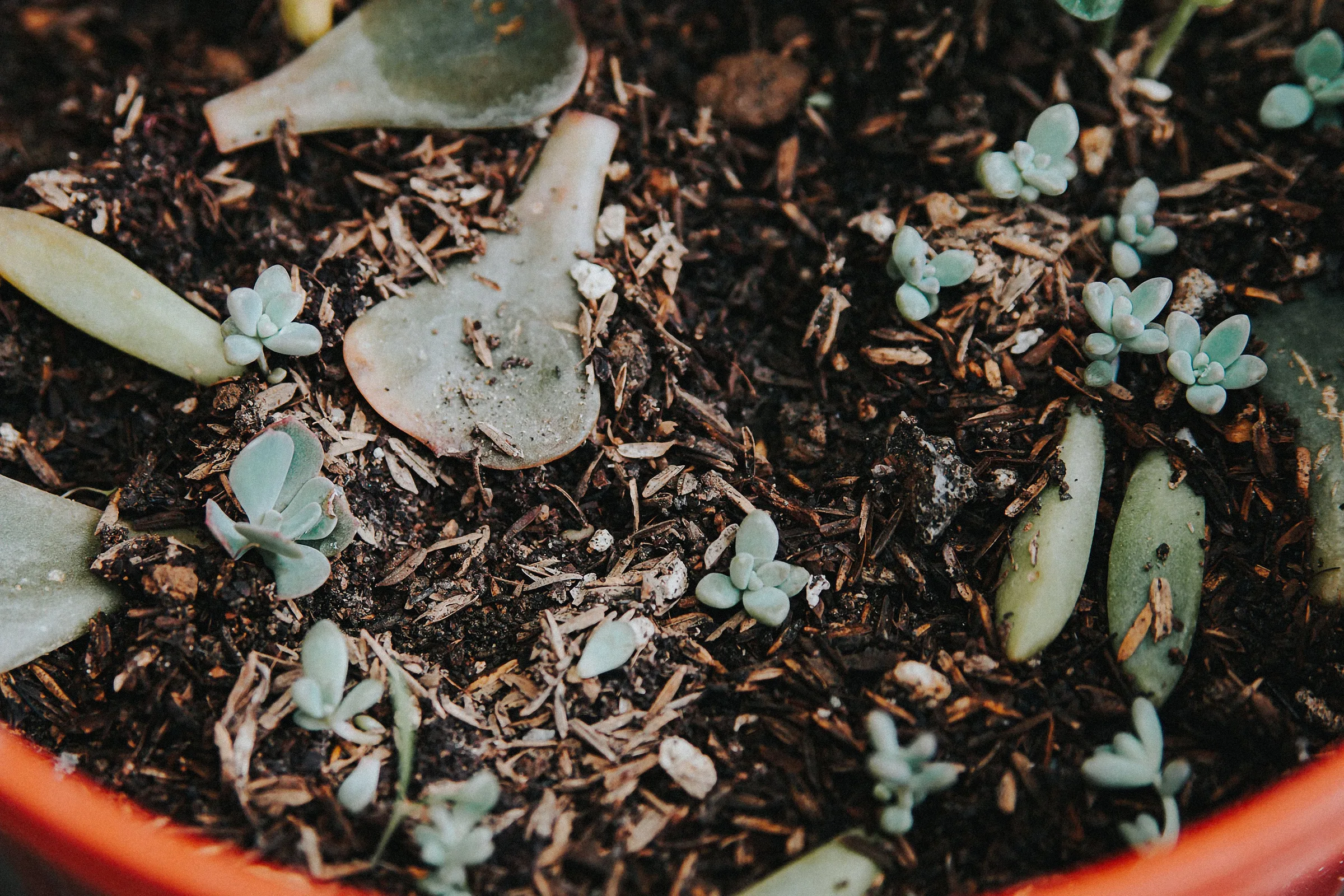 Propagating Succulents From a Single Leaf: Why It Works and Why It Often Doesn’t