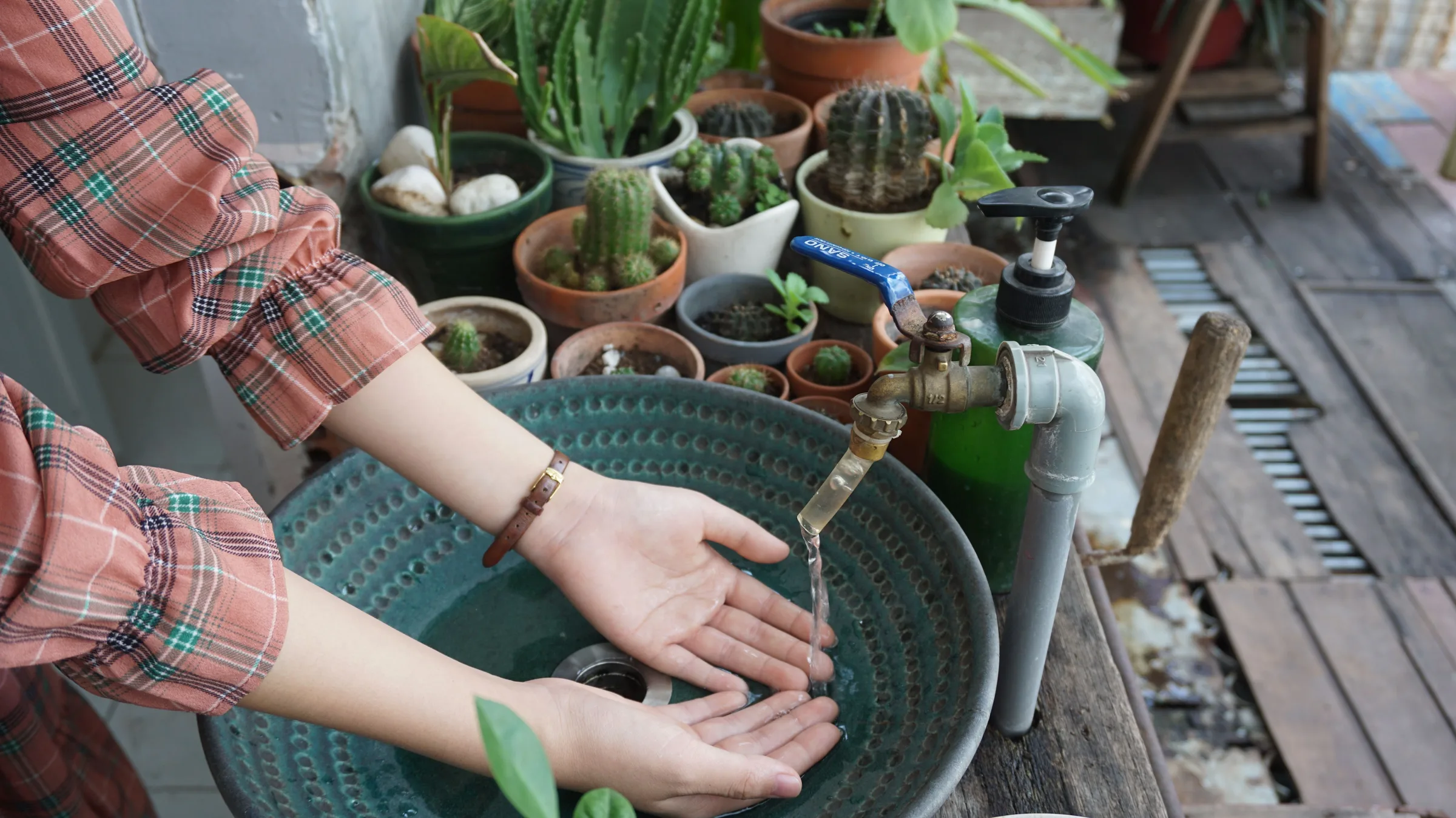Does Tap Water Actually Hurt Houseplants? It Depends on the Plant