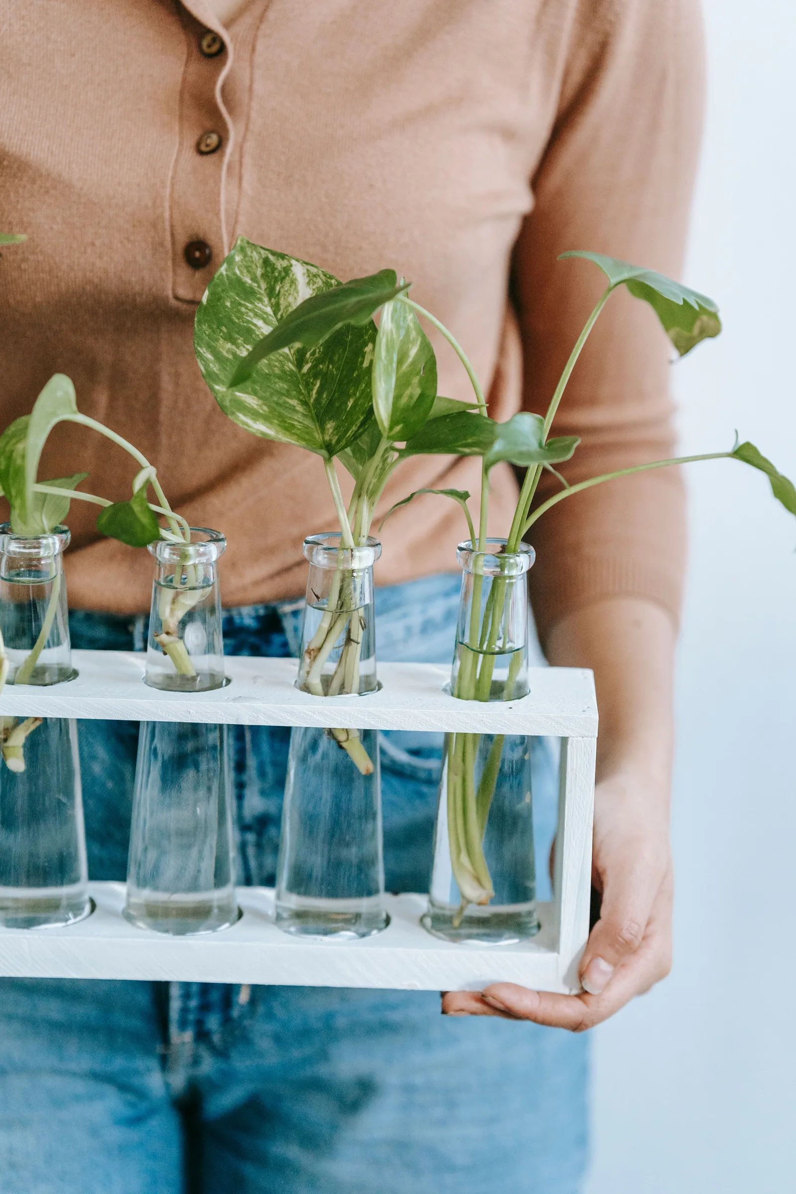 Propagating Pothos and Monstera in Water: What Actually Matters