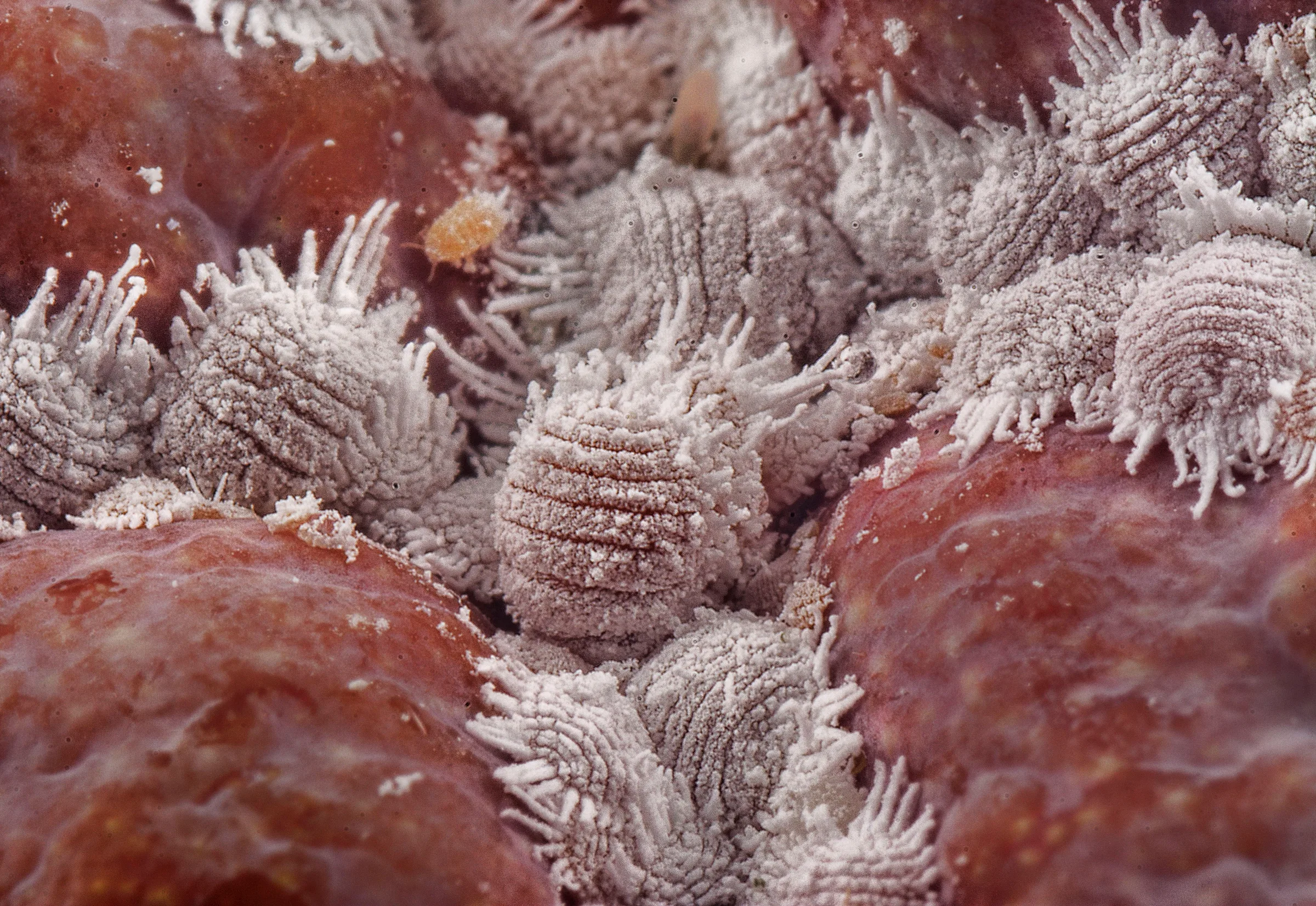 Mealybugs Look Like Cotton Fuzz — and They Hide Better Than You’d Think