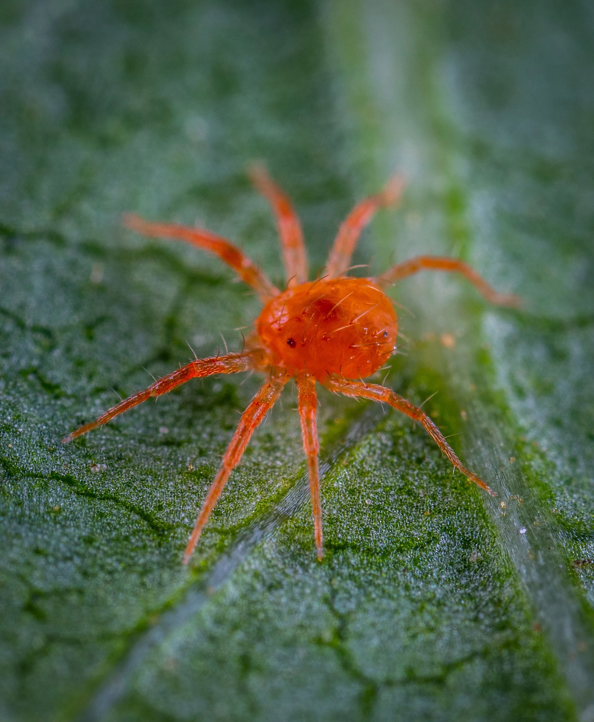 Spider Mites Are Easy to Miss Until the Damage Is Already Done