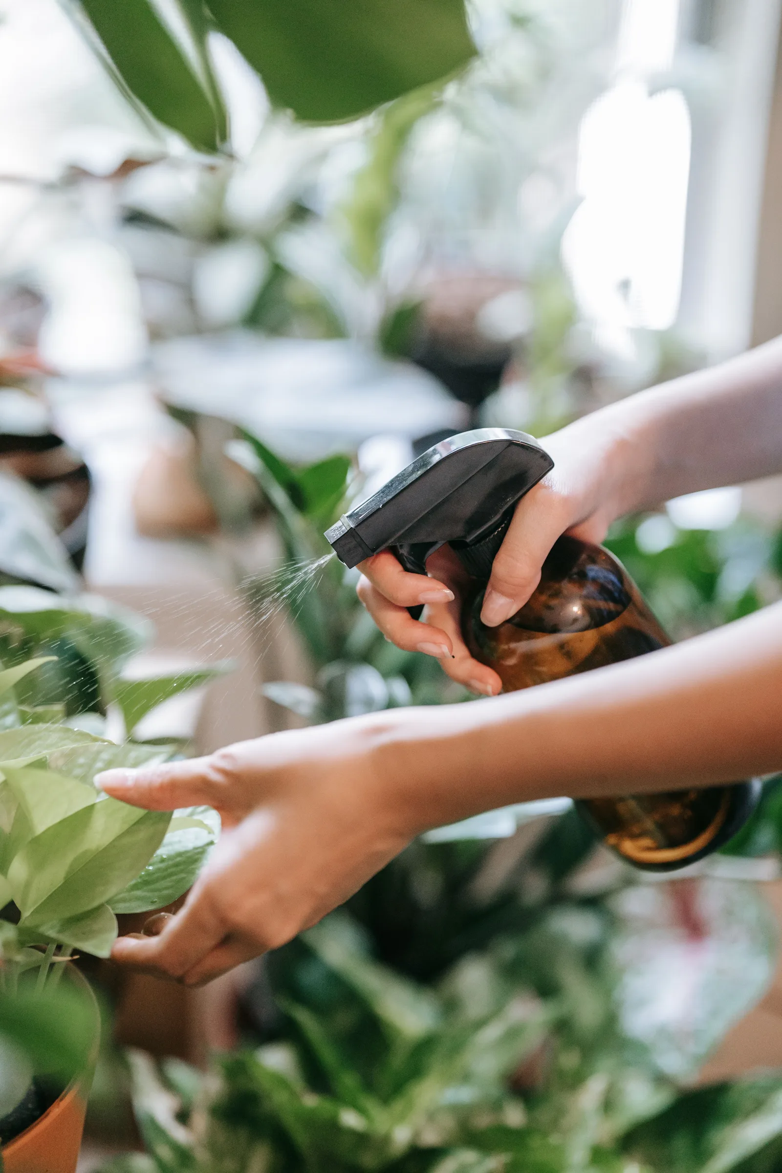 Close-up of hands watering indoor plants with a spray bottle in a bright room.