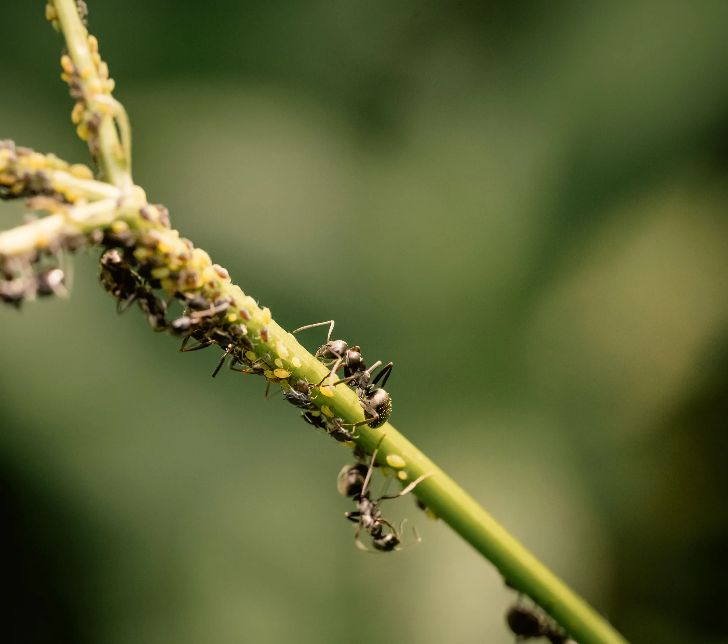 Macro shot of ants and aphids on a green stem. Nature interaction.