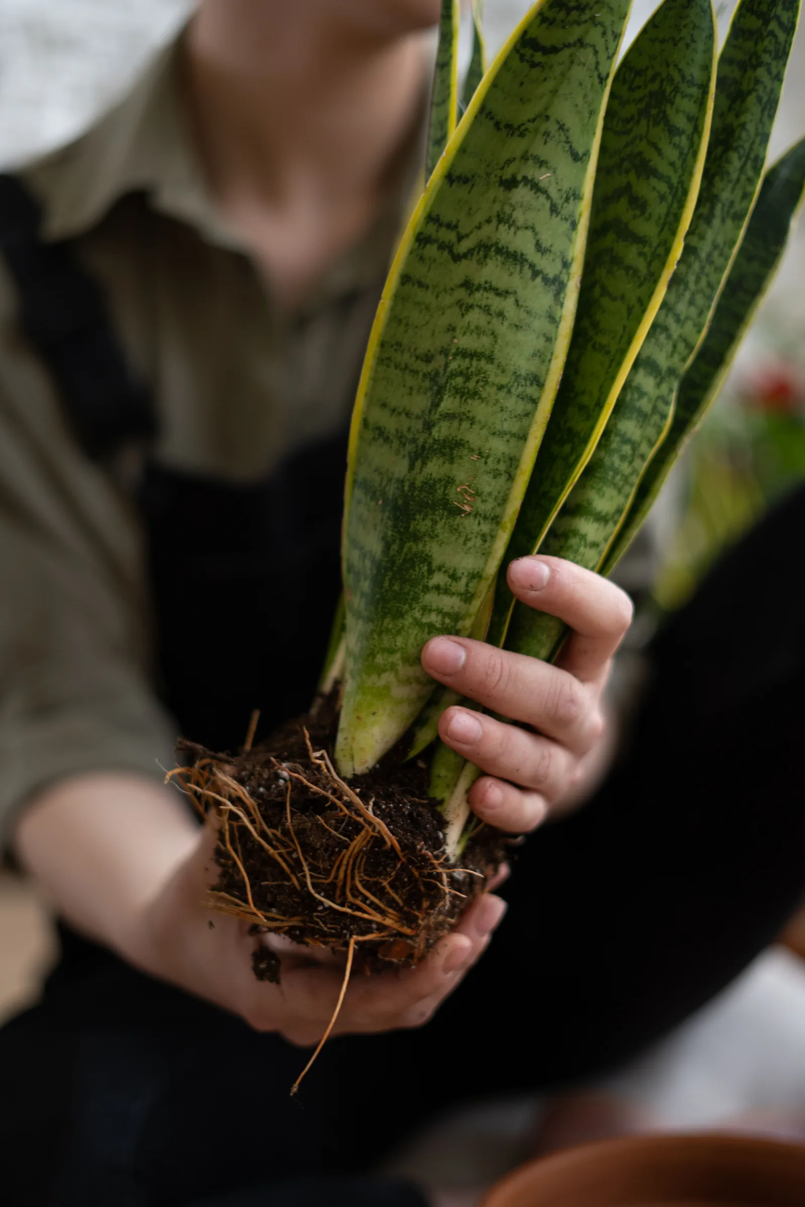 Why Regular Garden Soil Will Eventually Kill a Potted Houseplant